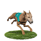 好贏娛樂城比較娛樂城白金賽狗